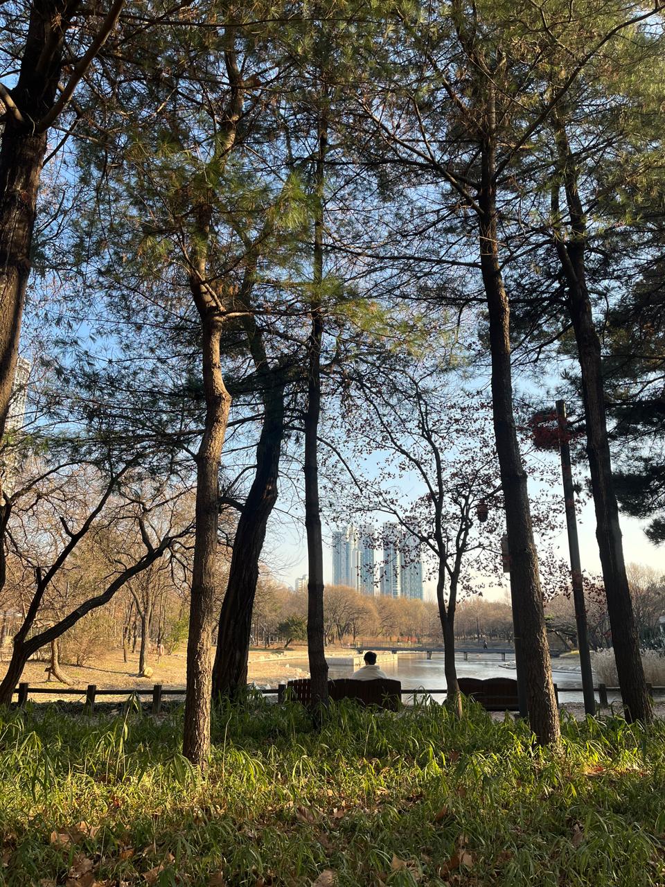 Seoul Forest in Winter: A Peaceful Escape in the Heart of the City