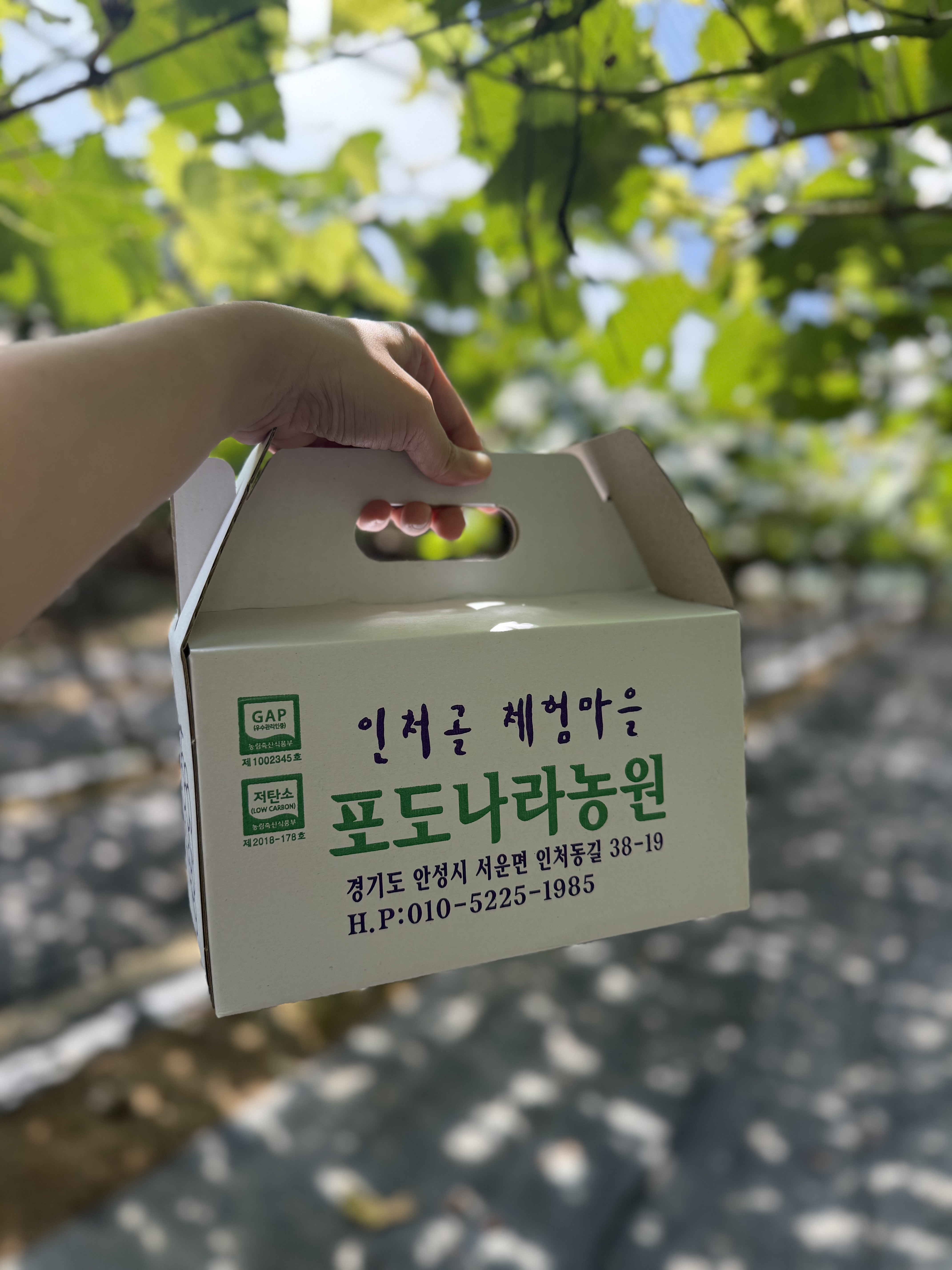 Picking Grapes in Anseong