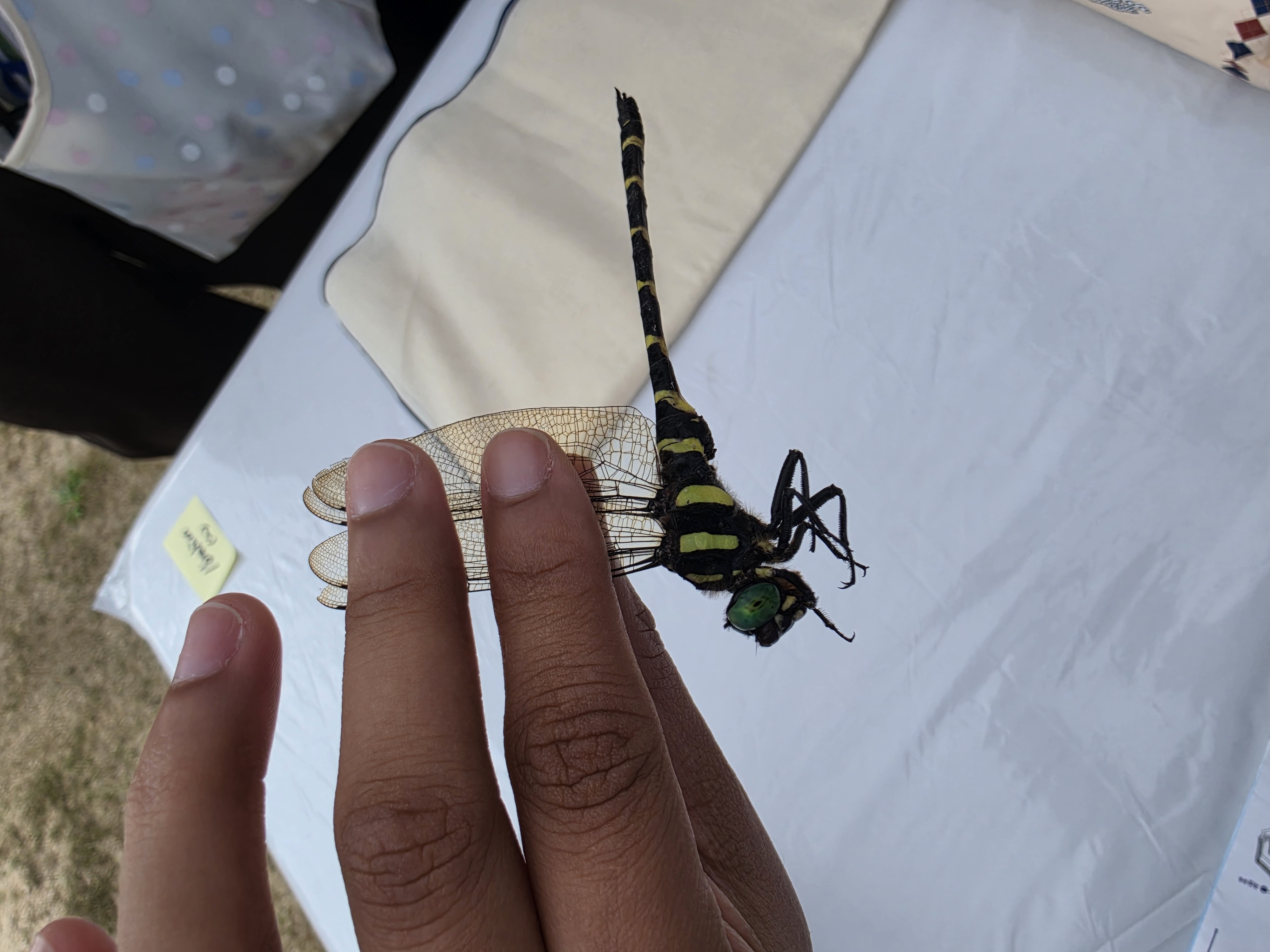 review Images